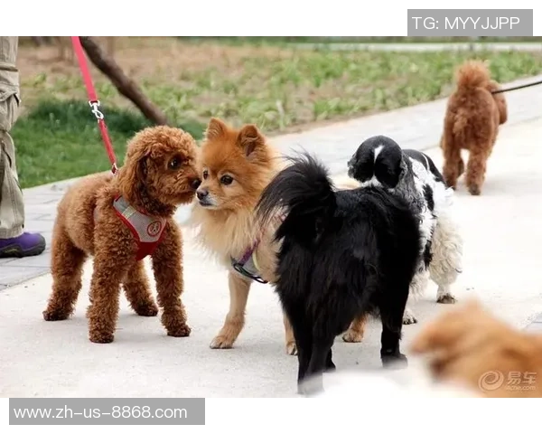 猫猫足球:萌宠们的绿茵场上演精彩对决与友谊的故事 猫猫足球:萌宠们的绿茵场上演精彩对决与友谊的故事